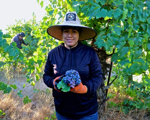 Woman holding ripe grapes in Lodi vineyard during harvest season.