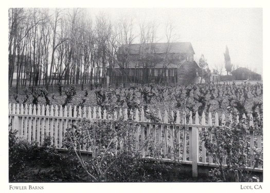 Black and white photo of Fowler Barns and vineyard in Lodi, California, with trees and a wooden fence.