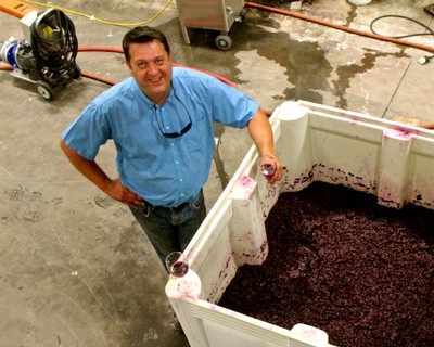 Man in blue shirt inspecting freshly harvested winegrapes in a large container at Lodi Winegrape Commission.