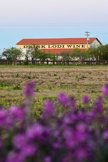 Vineyard with a large sign reading 'Drink Lodi Wine' in a rural setting.