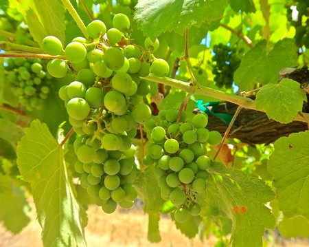 Fresh green winegrapes growing on vine in Lodi wine region, California, ready for harvest.