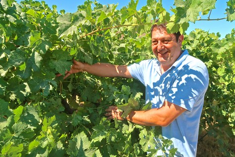 Happy man in a vineyard during grape harvest in Lodi, California, showcasing lush green grapevines.