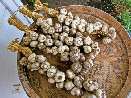 Fresh garlic bulbs harvested for culinary use, displayed on a wooden surface, representing local agricultural produce.