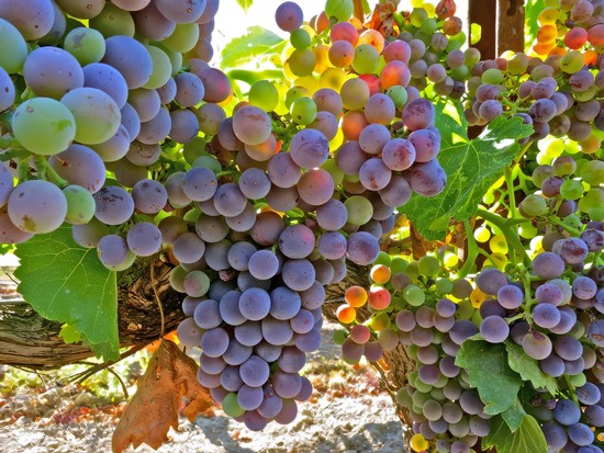 Close-up of ripe purple winegrapes hanging on the vine in Lodi, California.