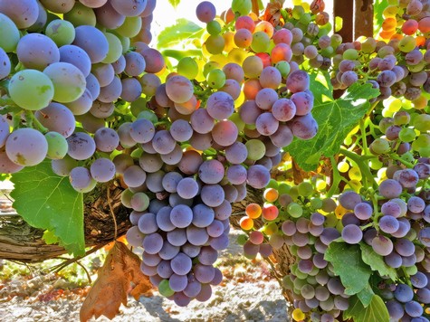 Close-up of ripe purple and green winegrapes on the vine in Lodi, California.