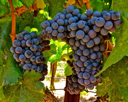 Close-up of ripe purple winegrapes hanging on the vine in Lodi, California.