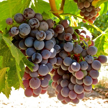 Close-up of ripe purple winegrapes hanging on the vine in Lodi, California.