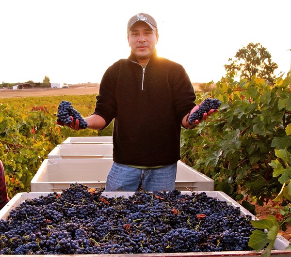 Man holding freshly picked grapes in a vineyard during sunset in Lodi, California.