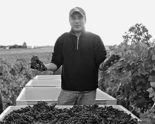 Farmer harvesting grapes in a vineyard for Lodi wine production, showcasing premium winegrapes.