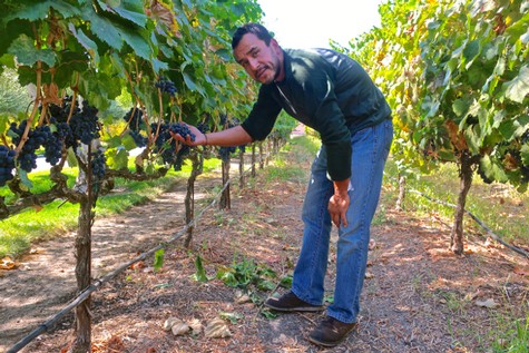 Man harvesting ripe grapes in a vineyard during daytime for Lodi Winegrape Commission.