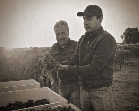 Two men harvesting grapes in a vineyard, one holding a bunch of grapes, in black and white.