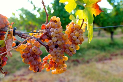 Close-up of ripe grape clusters on vine in Lodi wine region, California, during harvest season.