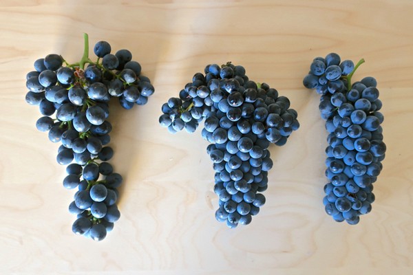 Three bunches of ripe dark wine grapes on a light wooden surface for wine production.