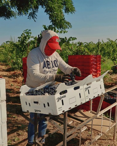 Worker harvesting grapes in a Lodi vineyard during the winegrape harvest season.
