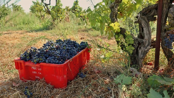 Freshly harvested dark purple wine grapes in a red crate on vineyard ground in Lodi, California.