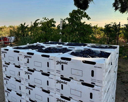 Crates of freshly harvested juice grapes in a vineyard during sunset in Lodi, California.