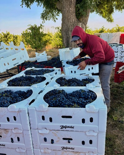 Worker harvesting grapes in Lodi vineyards with white crates under a large tree.