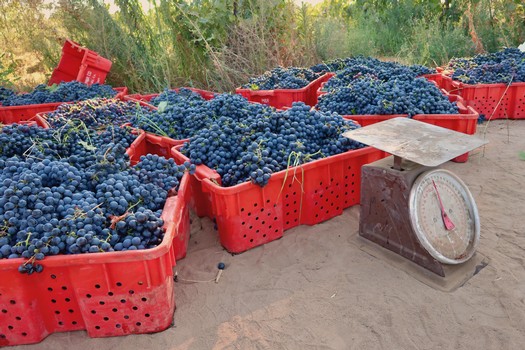 Red harvest baskets filled with ripe blue grapes at a vineyard in Lodi, California.