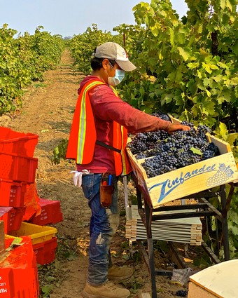 Worker harvesting ripe grapes in Lodi vineyard during harvest season, wearing safety gear and collecting grapes in a box.