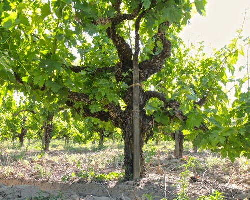 Grapevine in Lodi wine region with lush green leaves and sturdy trunk.