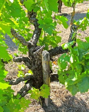 Close-up of a gnarled winegrape vine with green leaves in a Lodi vineyard.