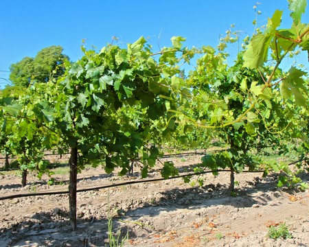 Lodi winegrape vineyard with lush green vines under a clear blue sky.
