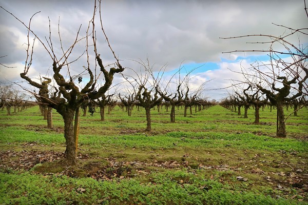 Grapevine vineyard in Lodi, California, with leafless vines and cloudy sky, showcasing winter dormancy.
