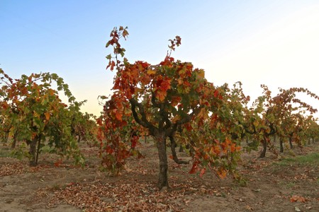 Vineyard with grapevines showing vibrant fall colors in Lodi, California.