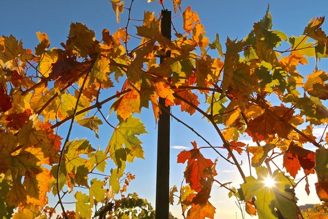 Vineyard grape leaves in autumn with sunlight shining through, showcasing Lodi wine grape cultivation.