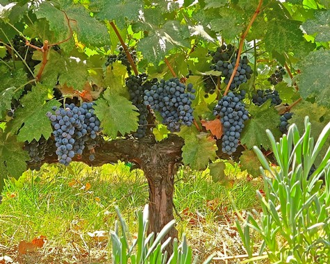 Grapevines with ripe dark purple grapes in a Lodi vineyard, ready for harvest.