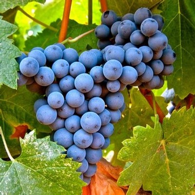 Close-up of ripe blue winegrapes on the vine with green leaves in Lodi, California.