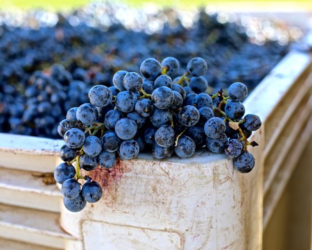 Freshly harvested dark purple winegrapes in a white container at Lodi vineyard.