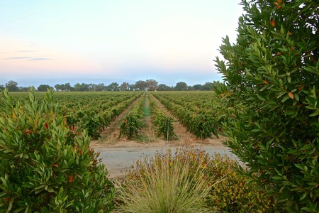 Vast Lodi winegrape vineyard with lush green rows and surrounding shrubbery under a clear sky.