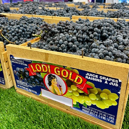 Baskets of ripe Lodi grapes for wine production at a vineyard in California.