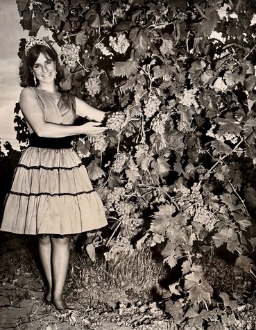 Woman harvesting grape clusters in a vineyard, surrounded by lush grapevines, during daytime.