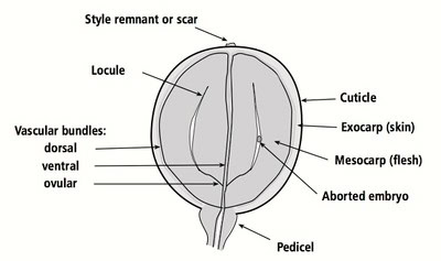 Diagram of grape berry anatomy showing skin, flesh, seeds, and vascular bundles for wine grape cultivation.