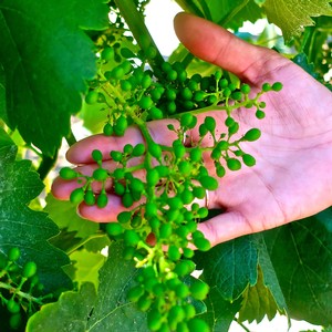 Close-up of a hand holding a cluster of green winegrapes on a vine in Lodi, California.