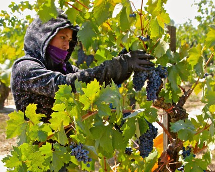 Worker harvesting ripe grapes in a Lodi vineyard during the day with lush green leaves.