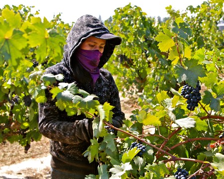Vineyard worker harvesting ripe grapes in Lodi wine region, California, during sunny day.
