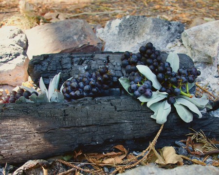 Black grapes on charred wood with leaves, symbolizing vineyard resilience in Lodi, California.