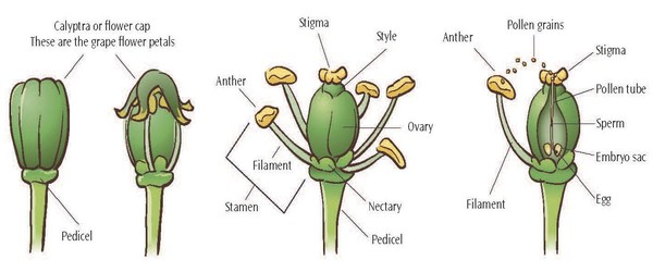 Detailed diagram of grape flower and fruit parts, including pedicel, stigma, style, anther, pollen grains, and ovary.