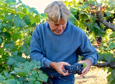 Vineyard worker harvesting ripe grapes in Lodi wine region, California.