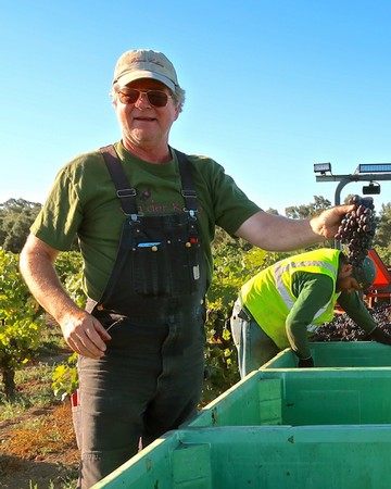 Happy man in vineyard holding grapes during harvest at Lodi Winegrape Commission.