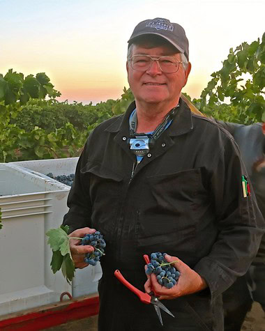 Man in vineyard holding ripe grapes during sunset, promoting Lodi winegrape quality and harvest.