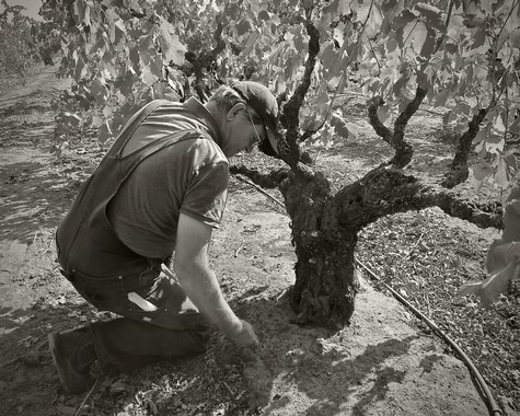 Vineyard worker inspecting grapevines in a Lodi winegrape vineyard, focusing on healthy grape clusters for optimal wine grape.