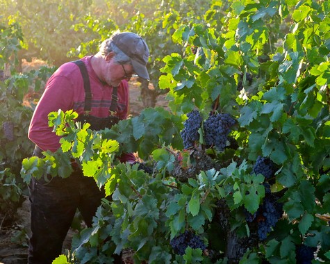 Vineyard worker harvesting ripe grapes in a lush Lodi vineyard during sunset.