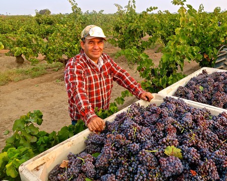 Vineyard worker in a checkered shirt harvesting grapes in Lodi wine region.