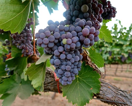 Close-up of ripe purple wine grapes hanging on the vine in Lodi, California.