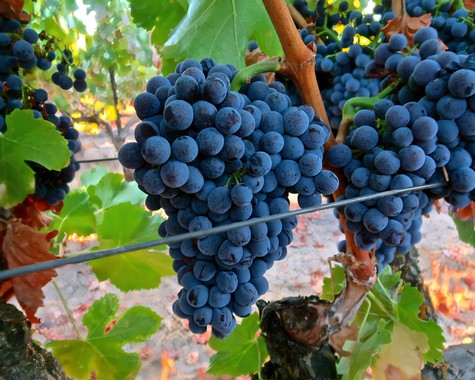 Close-up of ripe dark purple wine grapes on the vine in Lodi, California.