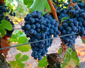 Close-up of ripe dark blue winegrapes hanging on the vine in Lodi, California.